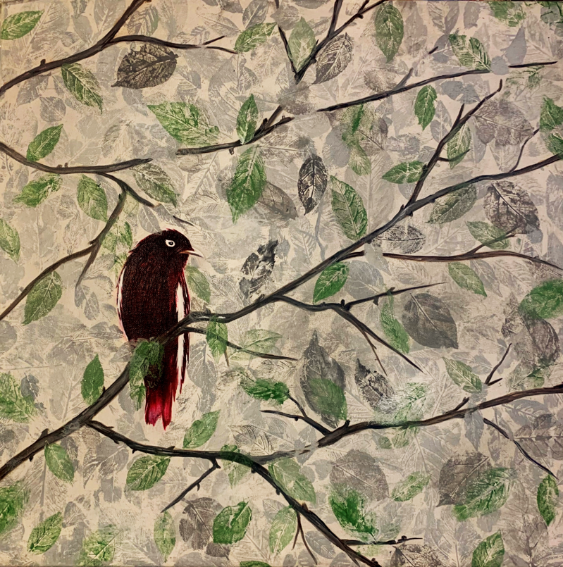 Cotinga púrpura en solitud