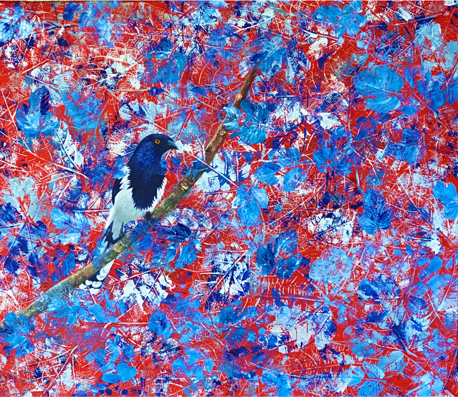 Tangara urraca en azul sobre hojas de higuera